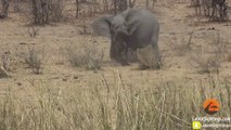 Angry elephant attacking and killing a buffalo using his tusks.