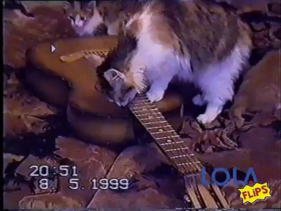 Amazing cat plays guitar!!!