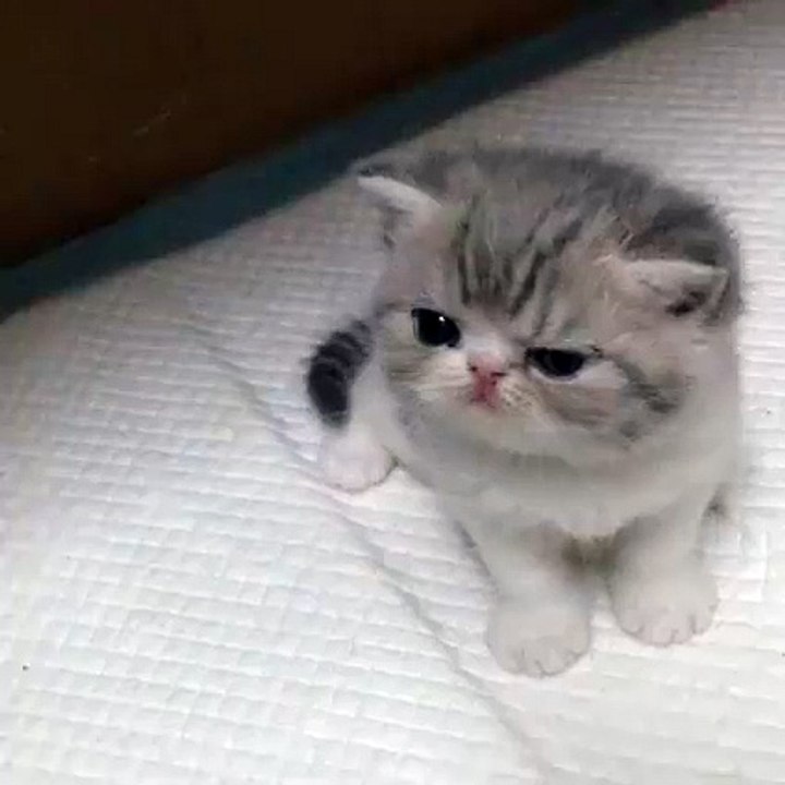 very Cute Cat