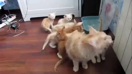 Кошка напугала котят