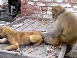دیکھیے شرارتی بندر کس طرح کتے کو چھیڑتا ہے