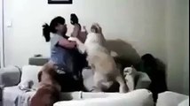 دیکھیے کتا بچے کو مارنے سے ماں کو کس طرح روکتا ہے