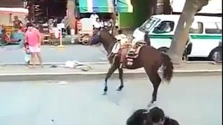 Amazing horses - Very Funny
