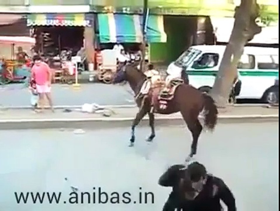 Amazing horses - Very Funny