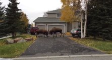 Deux élans se battent devant une maison - Alaska