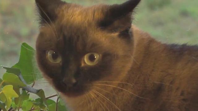 Satellites track movements of feral cats