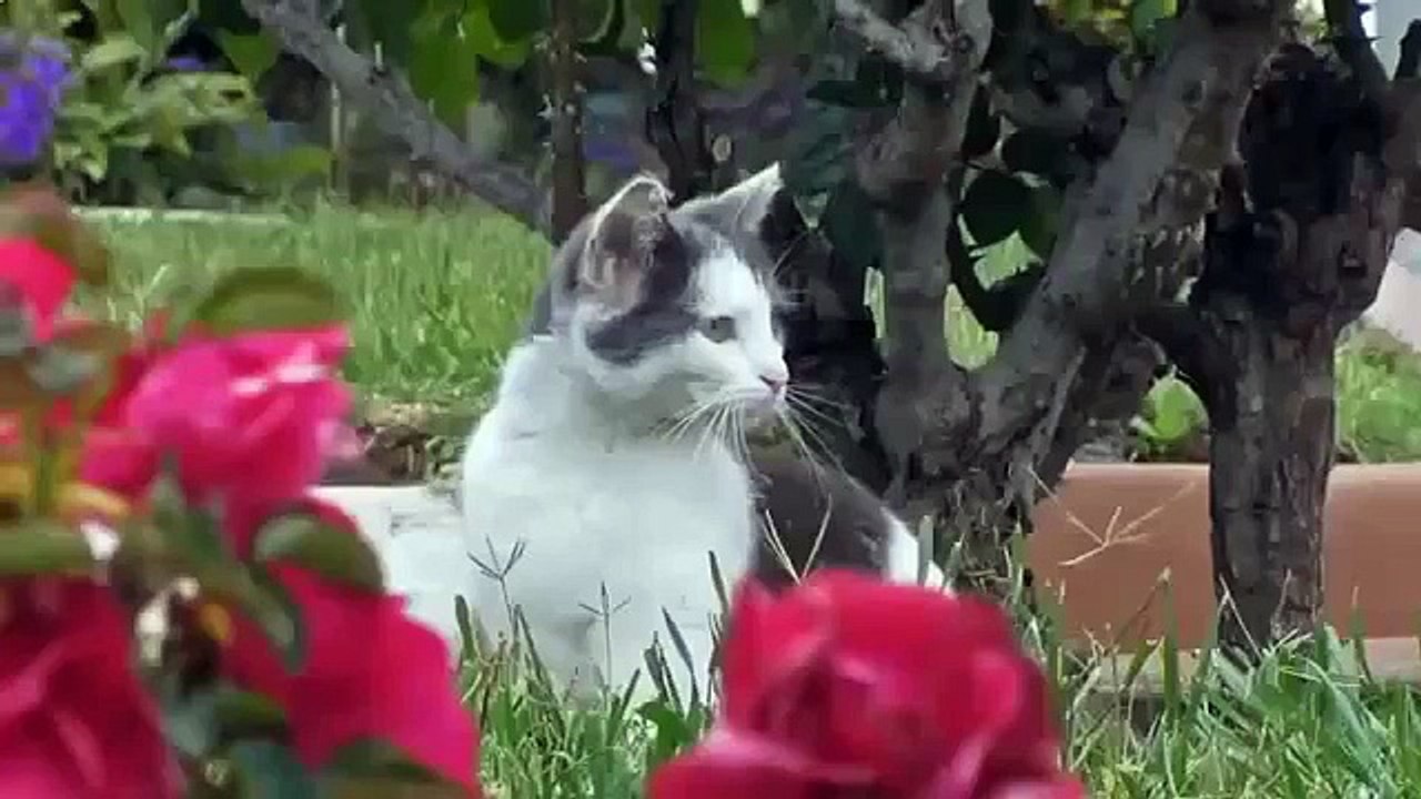 Cat's fun and funny Jokes Funny Cats! Hold and see!