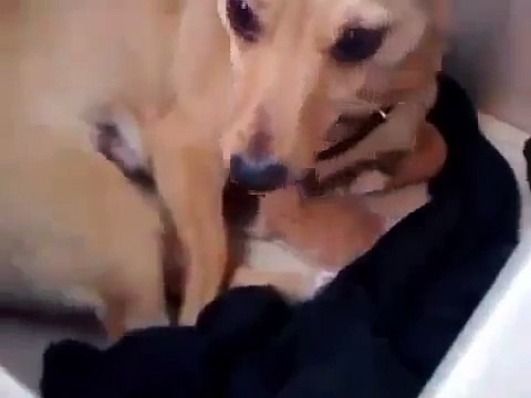 Кошачьи приколы Собачка мило играет с котиком Смотри! 042