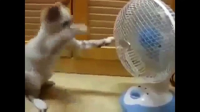 Кошачьи приколы Симпатичные кошки мило играют Смотри! 032