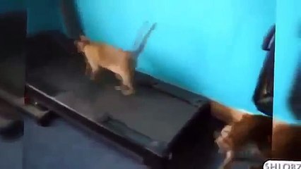 The cat, funny cat A selection of top gags Hold and see!