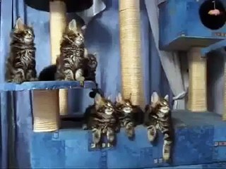 The cat, funny cat singing Look!