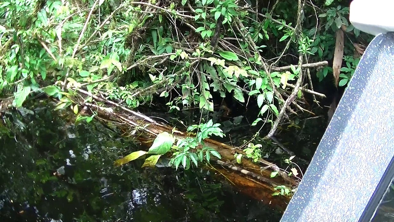 TORTUGUERO CANALS COSTA RICA