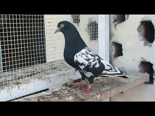 awn perwaiz sb ka shoq
