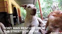 Dog Rescued From The Streets Of India Gets A Second Life