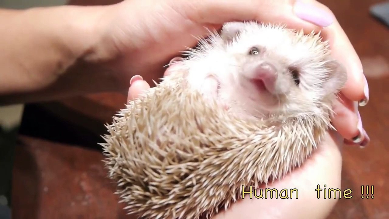 Mira a este animalito muy tierno