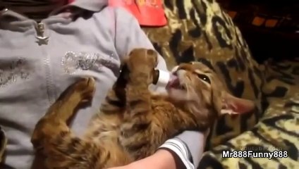 Как едят жадные коты!