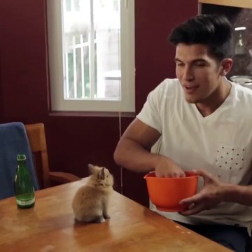 Когда кот понял, что он теперь не единственный друг!))