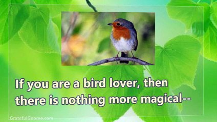 Backyard Birding Tips - Your Ultimate Guide