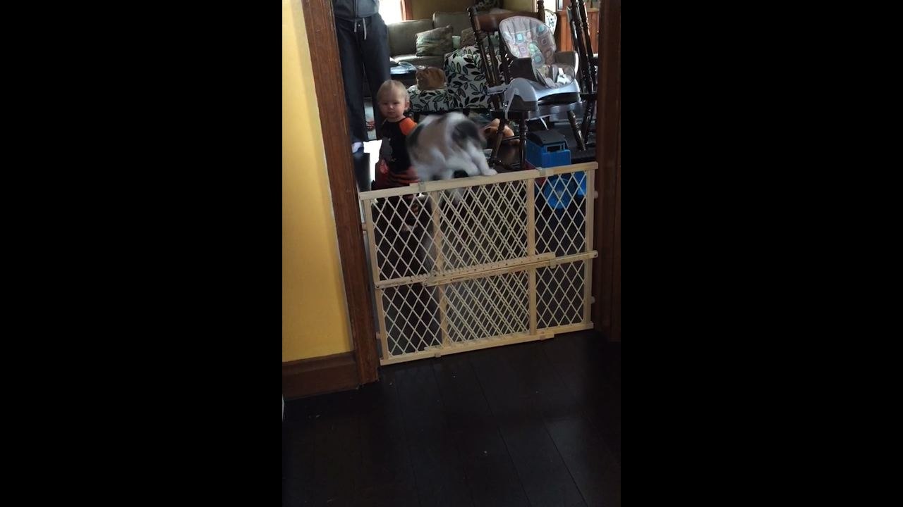 Cat Jumps Over Baby Gate While Playing Fetch