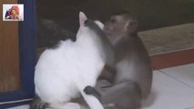 Funny Videos Top Funniest Monkeys Compilation 2015-1