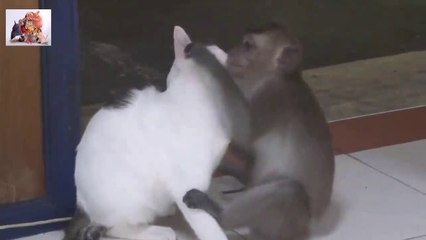 Funny Videos Top Funniest Monkeys Compilation 2015-1