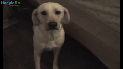 Adorable Animals Getting Into Trouble