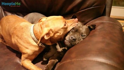 Why You Should Adopt a Senior Dog