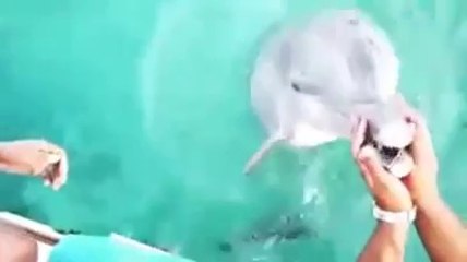 Delfín  Recupera Un Celular que Se cayó en una Piscina