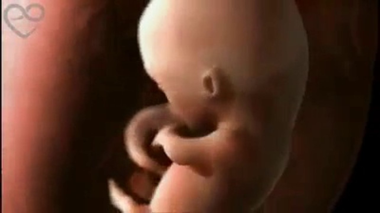 Impresionante: Así se desarrolla un Bebé Dentro Del Vientre De Mamá