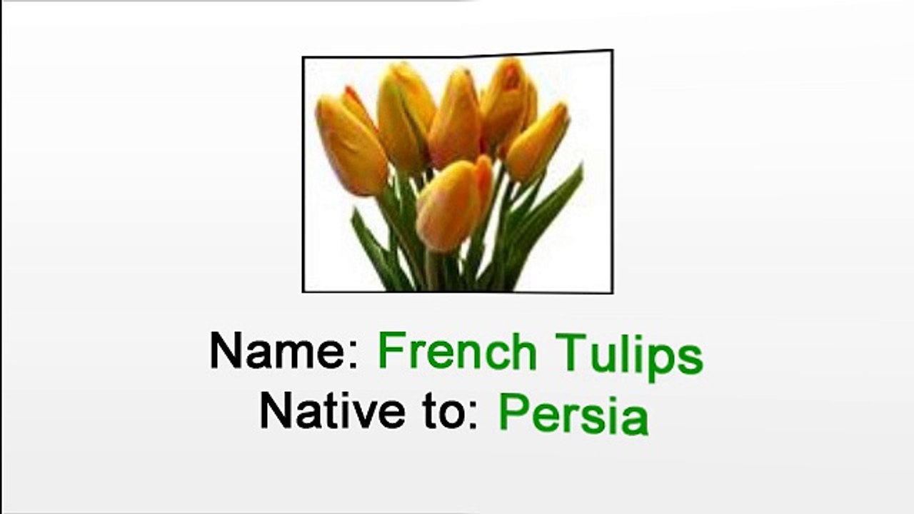 How to care for French Tulips - Florist in New York City