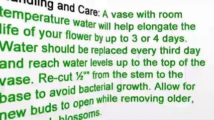 Flower Delivery in Manhattan - Caring for Freesias