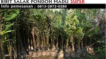 bibit salak pondoh banjarnegara, jual bibit salak pondoh, SMS 