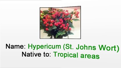 Deliver Flowers in Manhattan - How to care for Cut Hypericum