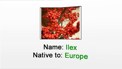 Florist in New York City - Caring for Ilex