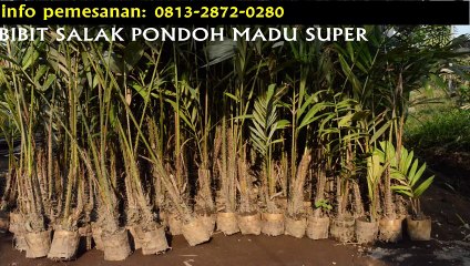 bibit salak pondoh bogor, benih salak pondoh SMS "0813-2872-0280"