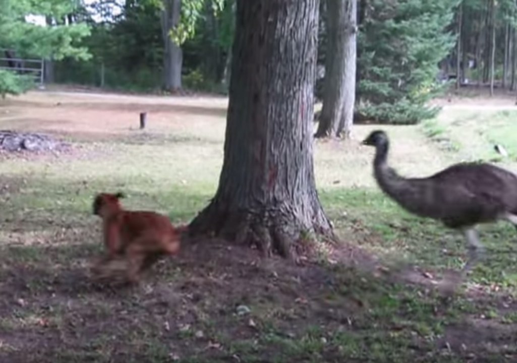 Dog and Emu Chase Each Other in Farmyard Fun