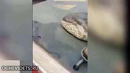 В Таиланде поймали гигантскую змею-людоеда