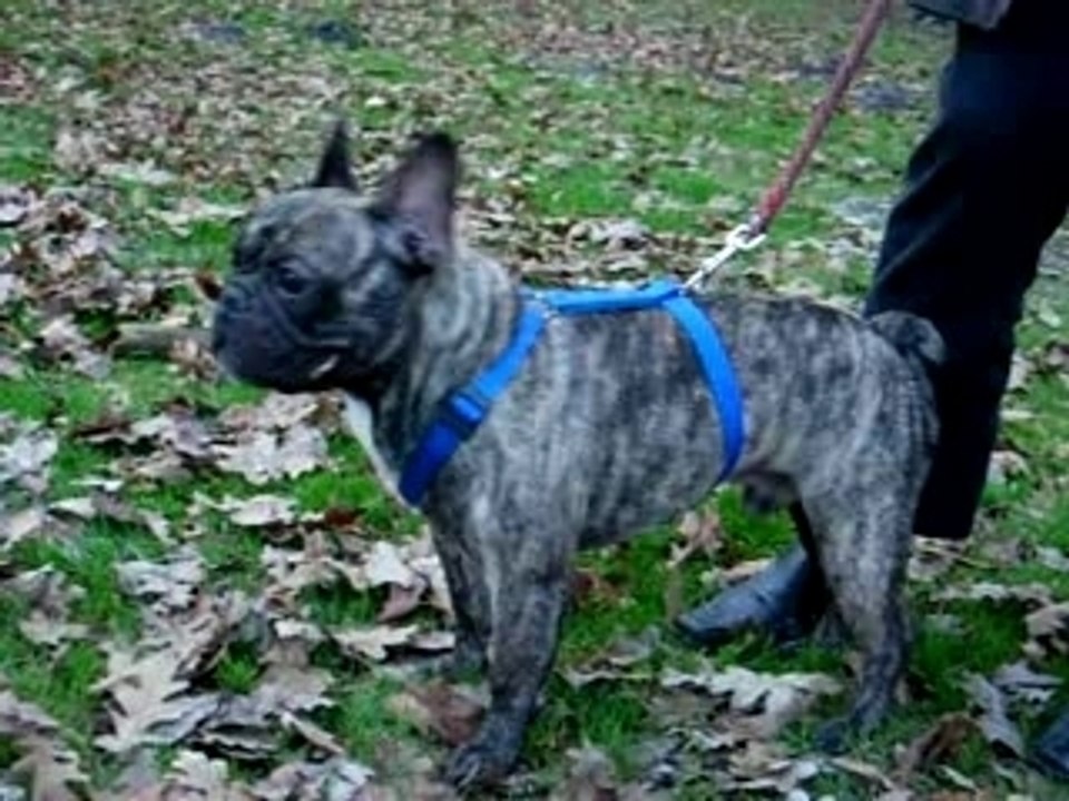 Victor