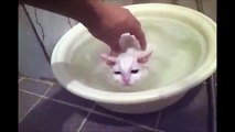 Kitten Refuses to Leave Warm Bath!