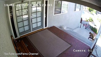 Bears chased from property by tiny French bulldog