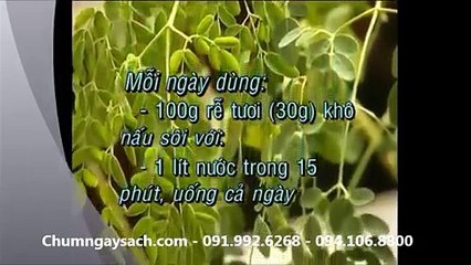 Moringa Cay Chum Ngay la gi - Đài Truyền Hình Long An