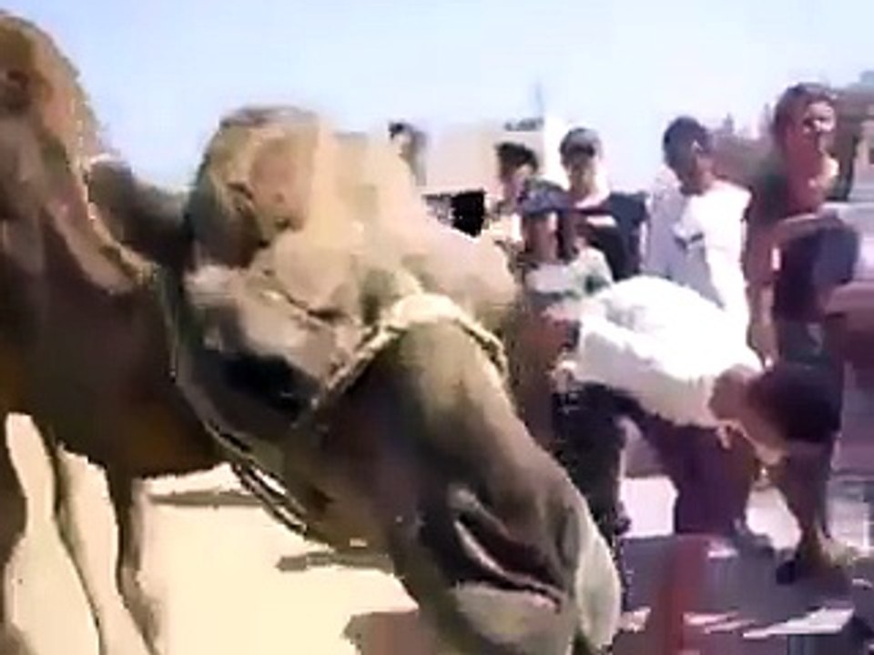 Camel Drinking Coke one after another !