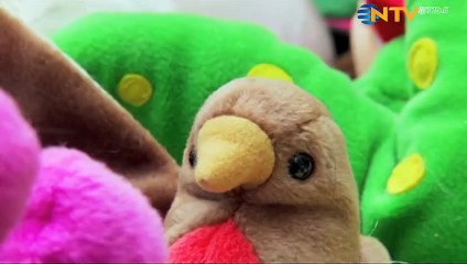 BBC | Süper Akıllı Hayvanlar