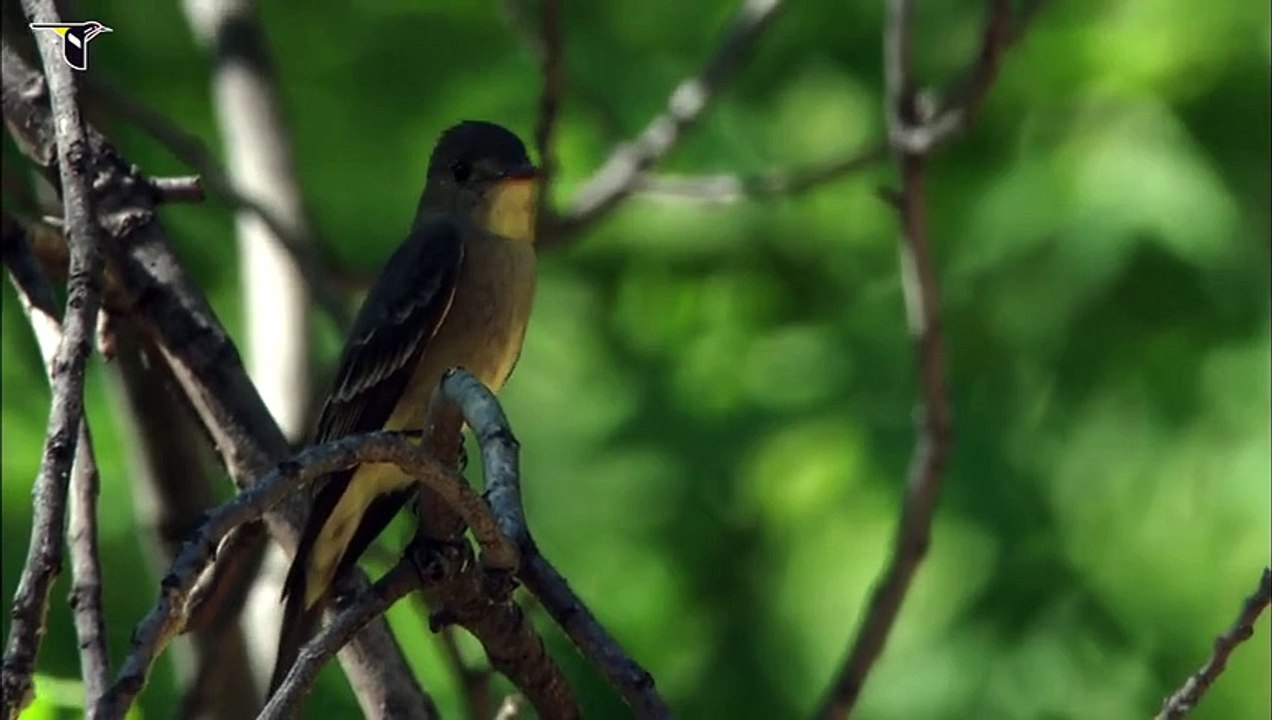Western Wood Pewee