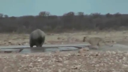 Lion vs Rhino Real Fighting ► Lion Chanel Tv