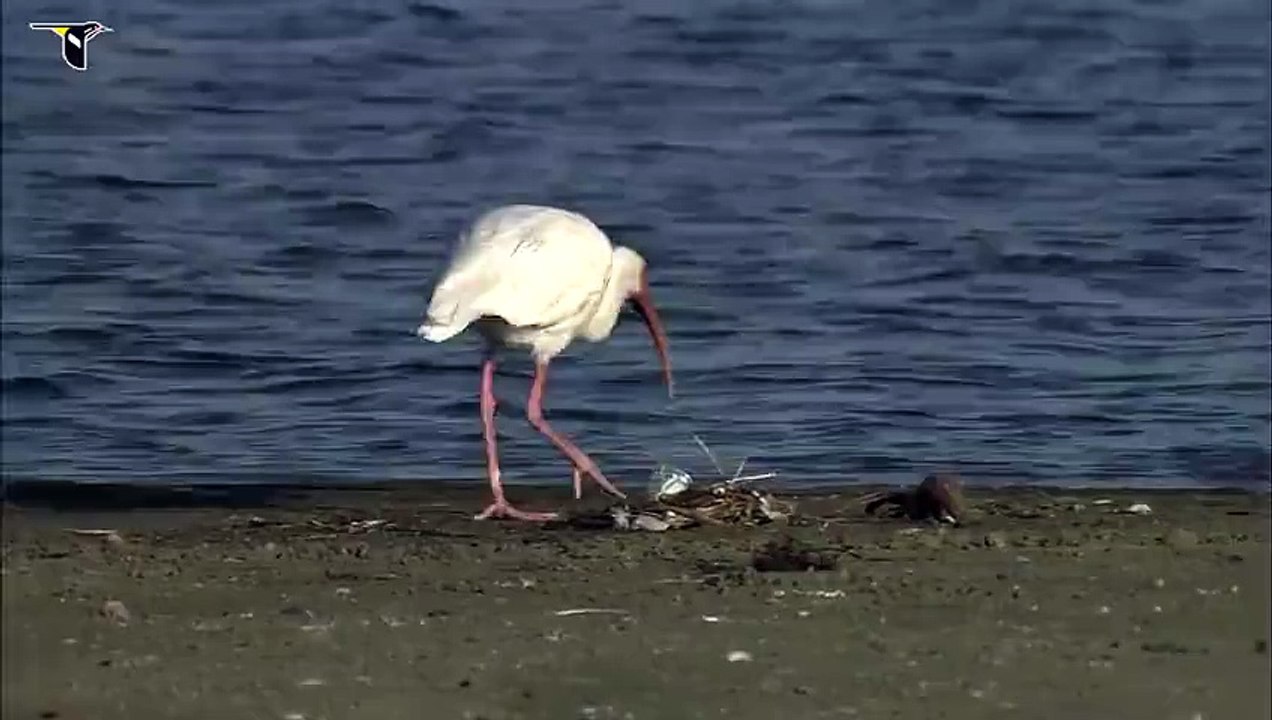 White Ibis foraging on beach