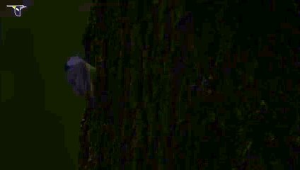 White-breasted Nuthatch foraging on tree trunk