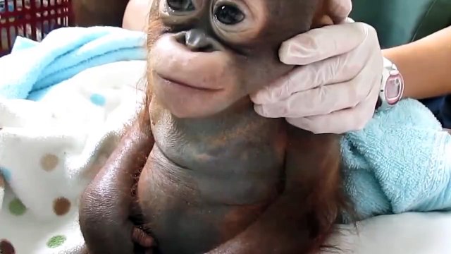 The story of Budi, a cute gorilla is a proof we are stronger than we think.