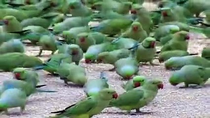 Amazing Green Parrots Video