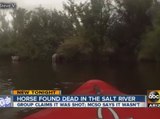 Horse found dead in Salt River